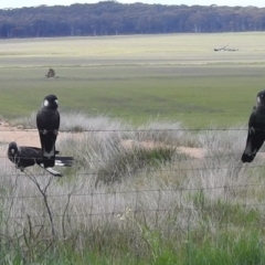 Zanda latirostris at Williams, WA - suppressed