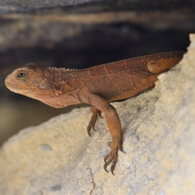 Intellagama lesueurii (Australian Water Dragon) at Wollondilly Local Government Area - 27 Sep 2023 by Freebird