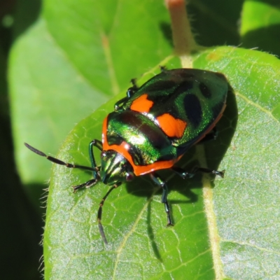 Scutiphora pedicellata (Metallic Jewel Bug) at Braidwood, NSW - 28 Sep 2023 by MatthewFrawley