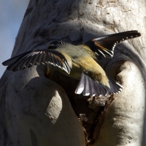 Pardalotus striatus at Ainslie, ACT - suppressed