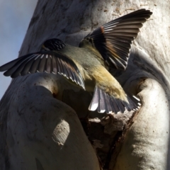 Pardalotus striatus at Ainslie, ACT - suppressed