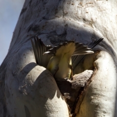 Pardalotus striatus at Ainslie, ACT - suppressed