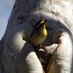 Pardalotus striatus at Ainslie, ACT - suppressed