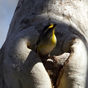 Pardalotus striatus at Ainslie, ACT - suppressed