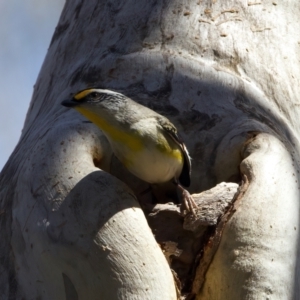 Pardalotus striatus at Ainslie, ACT - suppressed