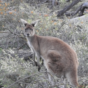 Macropus fuliginosus at Dryandra, WA - 10 Sep 2023 05:05 PM