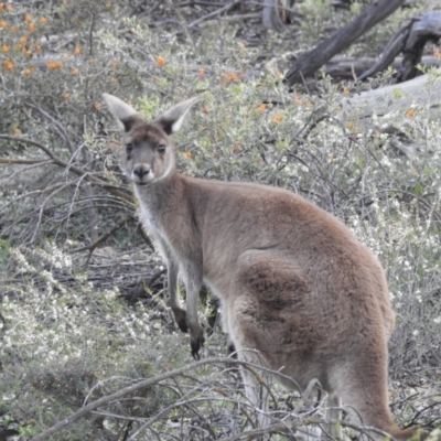 Macropus fuliginosus (Western grey kangaroo) at Dryandra, WA - 10 Sep 2023 by HelenCross