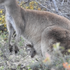 Macropus fuliginosus at Dryandra, WA - 10 Sep 2023 05:05 PM