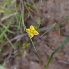 Cicendia quadrangularis (Oregon Timwort) at Murrumbateman, NSW - 26 Sep 2023 by SimoneC