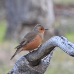 Climacteris rufus (Rufous Treecreeper) at Dryandra Woodland National Park - 10 Sep 2023 by HelenCross