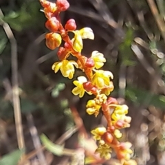 Rumex acetosella (Sheep Sorrel) at Watson, ACT - 24 Sep 2023 by abread111