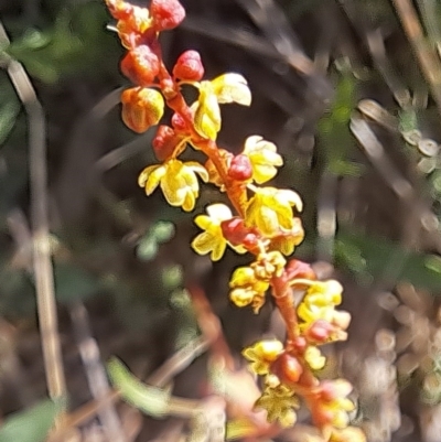 Rumex acetosella (Sheep Sorrel) at Mount Majura - 24 Sep 2023 by abread111