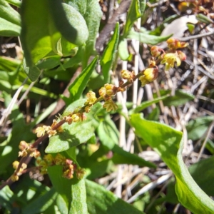 Rumex acetosella at Watson, ACT - 24 Sep 2023 02:26 PM