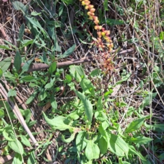 Rumex acetosella at Watson, ACT - 24 Sep 2023 02:26 PM