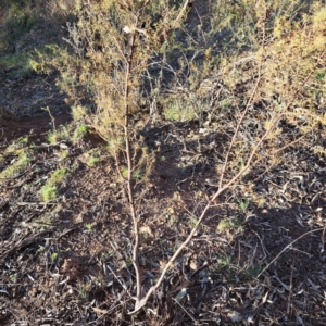 Acacia ulicifolia at Majura, ACT - 24 Sep 2023 04:46 PM