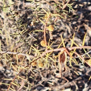 Acacia ulicifolia at Majura, ACT - 24 Sep 2023 04:46 PM