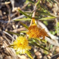 Acacia ulicifolia at Majura, ACT - 24 Sep 2023 04:46 PM