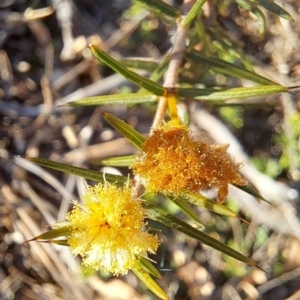 Acacia ulicifolia at Majura, ACT - 24 Sep 2023 04:46 PM