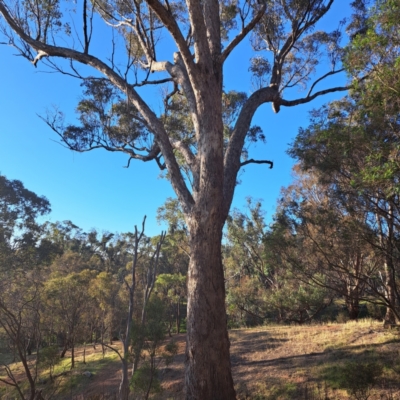 Eucalyptus melliodora (Yellow Box) at Mount Majura - 24 Sep 2023 by abread111
