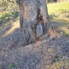 Eucalyptus melliodora at Mount Majura - 24 Sep 2023