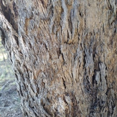 Eucalyptus melliodora at Mount Majura - suppressed