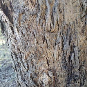 Eucalyptus melliodora at Mount Majura - suppressed