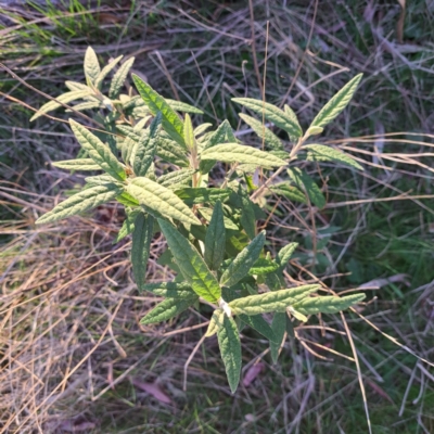 Olearia lirata (Snowy Daisybush) at Majura, ACT - 24 Sep 2023 by abread111