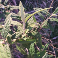 Olearia lirata at Majura, ACT - 24 Sep 2023