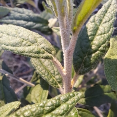 Olearia lirata at Majura, ACT - 24 Sep 2023