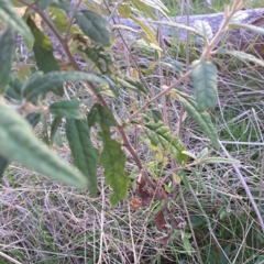 Olearia lirata at Majura, ACT - 24 Sep 2023