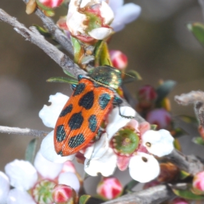 Castiarina octomaculata (A jewel beetle) at Black Mountain - 28 Sep 2023 by Harrisi