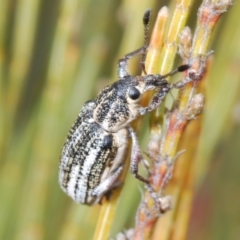 Pelororhinus sp. (genus) (A weevil) at Bombala, NSW - 27 Sep 2023 by Harrisi