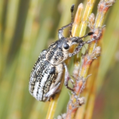 Pelororhinus sp. (genus) (A weevil) at Bombala, NSW - 27 Sep 2023 by Harrisi