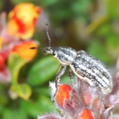 Pelororhinus sp. (genus) at Bombala, NSW - 27 Sep 2023