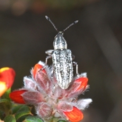 Pelororhinus sp. (genus) at Bombala, NSW - 27 Sep 2023