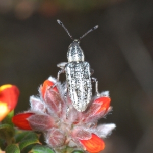 Pelororhinus sp. (genus) at Bombala, NSW - 27 Sep 2023