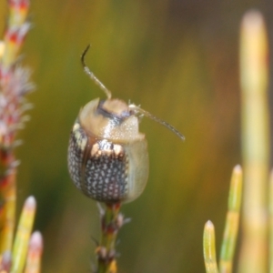 Paropsisterna sp. (genus) at Bombala, NSW - 27 Sep 2023