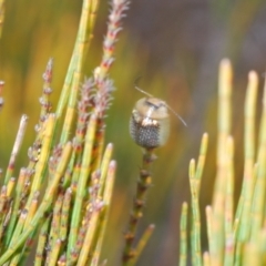 Paropsisterna sp. (genus) at Bombala, NSW - 27 Sep 2023