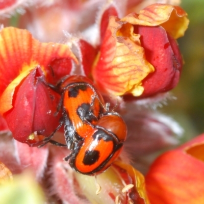 Ditropidus sp. (genus) (Leaf beetle) at Bombala, NSW - 27 Sep 2023 by Harrisi