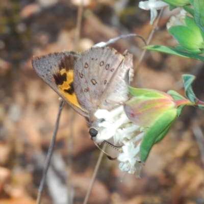 Trapezites phigalia (Heath Ochre) at Black Mountain - 28 Sep 2023 by Harrisi