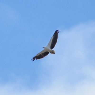 Haliaeetus leucogaster (White-bellied Sea-Eagle) at Ormiston, QLD - 24 Sep 2023 by TimL