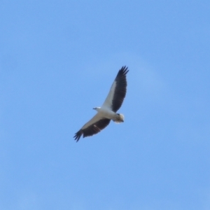 Haliaeetus leucogaster at Ormiston, QLD - 24 Sep 2023 10:28 AM