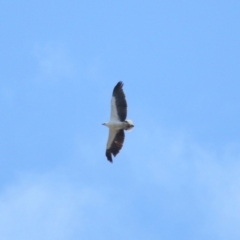 Haliaeetus leucogaster at Ormiston, QLD - 24 Sep 2023