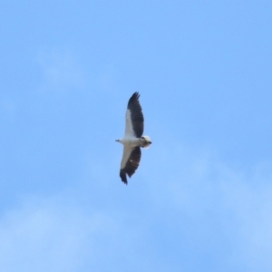 Haliaeetus leucogaster at Ormiston, QLD - 24 Sep 2023 10:28 AM