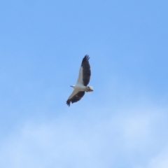 Haliaeetus leucogaster at Ormiston, QLD - 24 Sep 2023