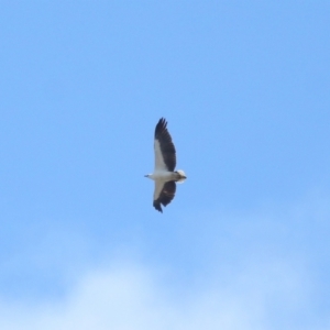 Haliaeetus leucogaster at Ormiston, QLD - 24 Sep 2023