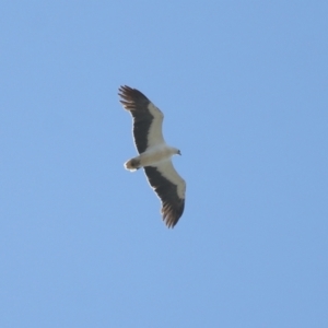 Haliaeetus leucogaster at Cleveland, QLD - 24 Sep 2023 10:29 AM