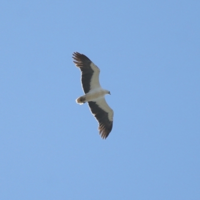 Haliaeetus leucogaster (White-bellied Sea-Eagle) at Cleveland, QLD - 24 Sep 2023 by TimL