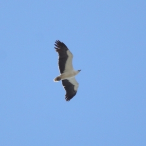 Haliaeetus leucogaster at Cleveland, QLD - 24 Sep 2023 10:29 AM