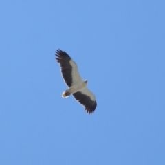 Haliaeetus leucogaster at Cleveland, QLD - 24 Sep 2023 10:29 AM